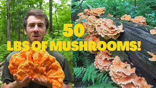 I Foraged 50 lbs of Chicken of the Woods! Foraging, Identifying Mushrooms and Look a likes @foraged.market