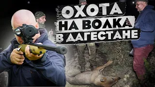 Волки напали на стадо баранов. Охотники успели вовремя, выстрелы в кадре!Охота на волка в Дагестане