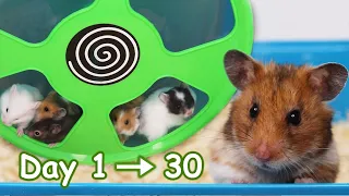 Hamster Babies growing up from Day 1 - Day 30 Best Moments [Golden Hamster]