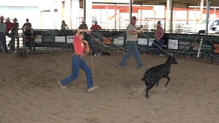 Goat Roping