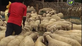 Breeding in Stall Fed Sheep