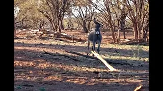 WILD FERAL DONKEY MANAGEMENT 3 - DO NOT WATCH Contains Culling Scenes #hunting