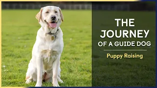 Puppy Raising | Episode 4 | The Journey of a Guide Dog