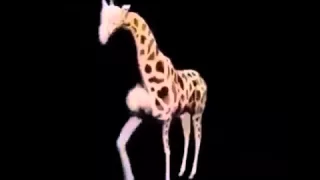 Dancing Giraffe Vine