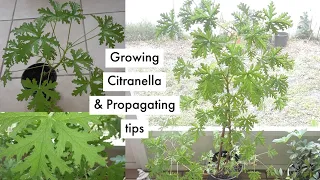 How to grow and propagate a Citronella 'mosquito plant' 🍃