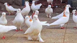 Армянские голуби!!! АРМЕНИЯ. Armenian pigeons!!! ARMENIA.