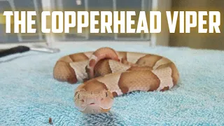 COPPER HEAD VIPERS*super easy venomous snakes*