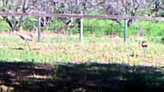 Squawking Blue Herons