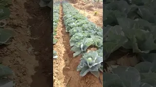 #how to grow /space cabbages on drip irrigated beds of 4ft by 100ft #using #organic methods #shorts