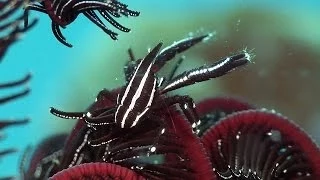 Mucky Secrets - Part 3 - Squat Lobsters, Hermit Crabs, True Crabs & Sea Urchins - Lembeh Strait