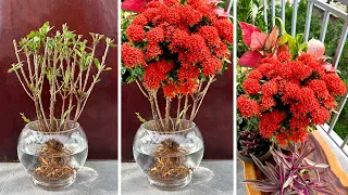 Super Beautiful Ixora Coccinea flowers grown in water with 03 Drops magical divine water