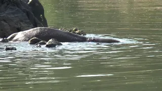 Parc National de le BENOUE - Cameroun