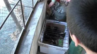 Live chicken fed to tigers by a child at Heilongjiang Tiger Park