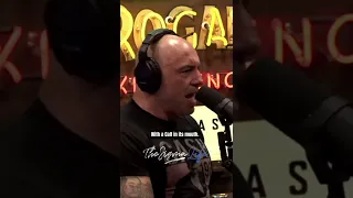 Joe Rogan Reacts to a Wolf Jumping Fences with a Calf