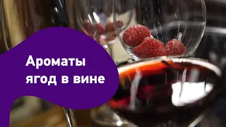 Как научиться различать ароматы ягод в красном вине?