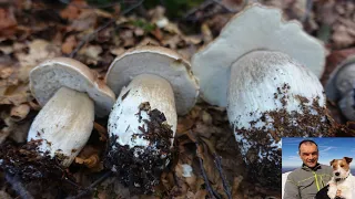 seventh unreleased video in the series "The wonderful mushrooms of the park of a hundred lakes"