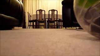 Gerbil slow motion run