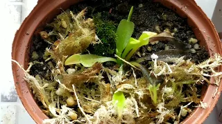 Полив Венериной Мухоловки. Особенности содержания Dionaea Muscipula.