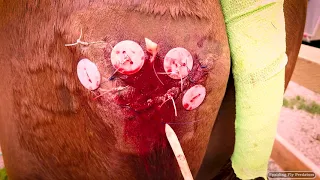 Equine Vet Administers Haunch Wound Repair To Arabian Yearling Via Buttons Tension Sutures