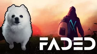 ALAN WALKER - 'FADED' em CACHORRÊS