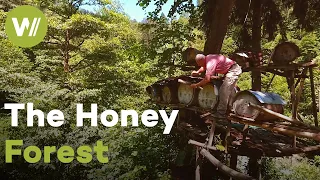 The fabled honey forest where hives are set up on tree platforms | Traditional beekeeping in Turkey