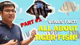 AWAS HOAX! INI FAKTA SEBENARNYA TENTANG DATZ TIGER FISH | IKAN SUNGAI PALING DICARI SE INDONESIA!!!