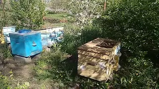 Поение пчёл.
