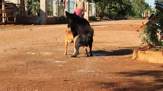 Awesome Rural Dogs !! Dog Meeting for the Summer Season in Village, Very fast || Pet's Life