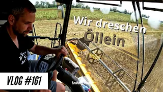 Vlog #161 Wir dreschen Öllein, Hanf und Färberdistel.  New Holland CR 8.80