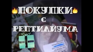 ПОКУПКИ С РЕПТИЛИУМА / Новые питомцы