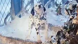 101 Dalmatians 1996: Whizzer traps Horace and Jasper