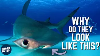 Hammerhead Sharks: Why Do Their Heads Look Weird?
