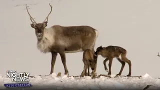 Meet the animals that power Santa’s sleigh! | Nightly News: Kids Edition