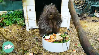 Lady Saves A Baby Porcupine. Now They're Best Friends | Cuddle Buddies