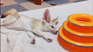 Domestic fox fennec fox plays