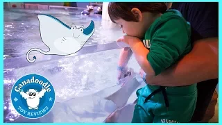 Bird and Sting Ray Feeding for Kids at the Aquarium Family Fun activities for Children Kids Video