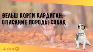 Вельш корги кардиган: описание породы собак