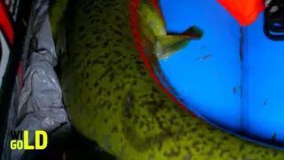 Рыбалка на гигантских угрей в Австралии
