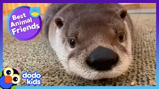 Harry P. Otter's Best Friend Is A Buck-Toothed Beaver | Best Animal Friends | Dodo Kids