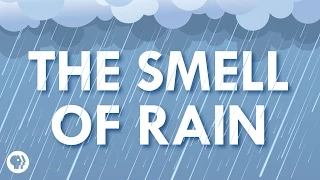 Where Does the Smell of Rain Come From?