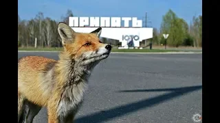 Экскурсия в Чернобыль. #2 ЧАЭС, Столовая, Лис Семён / Excursion to Chernobyl / 4K