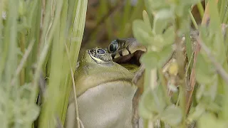 Very large grass snake eating a large frog / Sehr grosse Ringelnatter frisst einen grossen Frosch