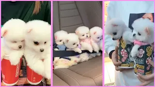 Funny and Cute Pomeranian Videos, Videos de TikTok Part 189
