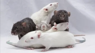 All 6 of my Rats Coming When Called!