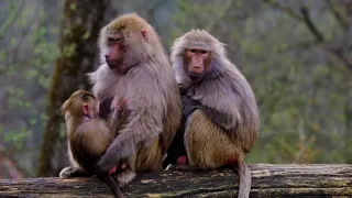 4K HDR Monkey Business - Life ofMonkeys - Animal Documentary - Fun &Relaxing Music Video - No Talk