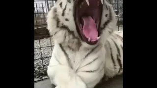 тигр зевает