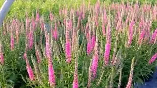 Best Garden Perennials - Veronica Red Fox (Speedwell). A beautiful, easy to grow perennial