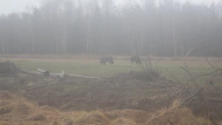 Зубры в Налибокской пуще