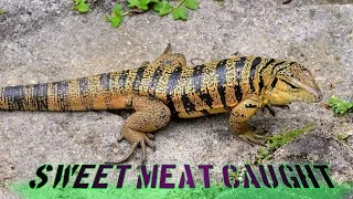 Matte Hunt in Matura/Golden Tegu Lizard Caught in Trinidad (THROWBACK)- Ep 275