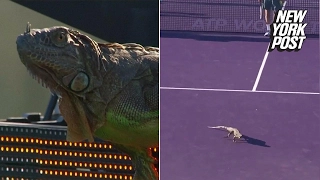 An iguana won the Miami Open | New York Post